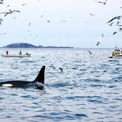 Whale Watching Tours - Tromso