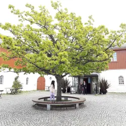 Ringve Museum - Trondheim