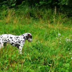 Furuset Cultural Park - Trosterud