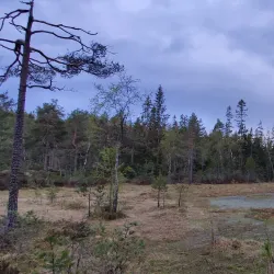Østmarka Forest - Trosterud