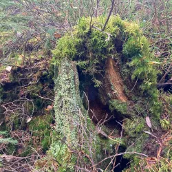 Østmarka Forest - Trosterud