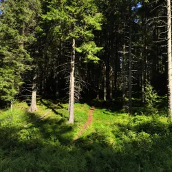 Østmarka Forest - Trosterud