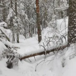 Østmarka Forest - Trosterud