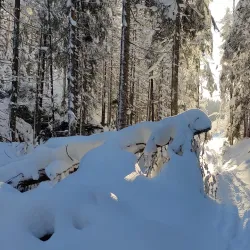 Østmarka Forest - Trosterud