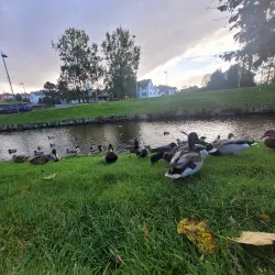 Ulsteinvik Market - Ulsteinvik