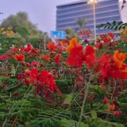 Al Azaiba Park - Al Azaiba