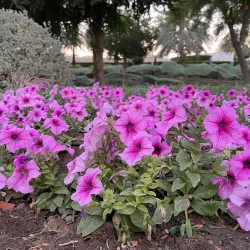 Al Azaiba Park - Al Azaiba