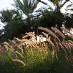 Al Azaiba Park - Al Azaiba