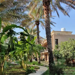 Date Palm Groves - Al-masna'ah