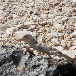 Al Jazer Beach - Duqm