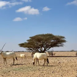 Al Wusta Wildlife Reserve - Duqm