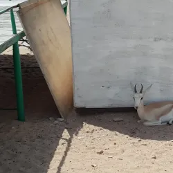 Al Wusta Wildlife Reserve - Duqm