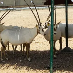 Al Wusta Wildlife Reserve - Duqm