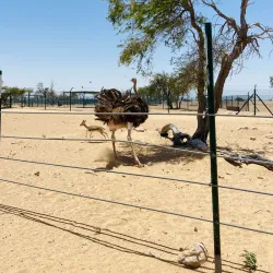 Al Wusta Wildlife Reserve - Duqm