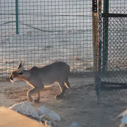 Al Wusta Wildlife Reserve - Duqm