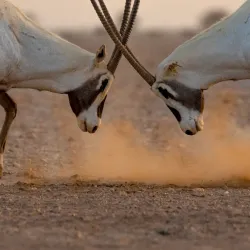 Al Wusta Wildlife Reserve - Duqm
