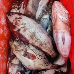 Duqm Fish Market - Duqm