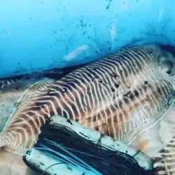 Duqm Fish Market - Duqm