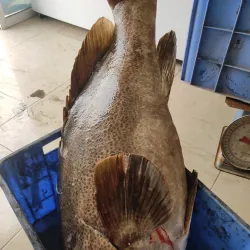 Duqm Fish Market - Duqm