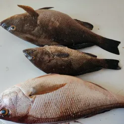 Duqm Fish Market - Duqm