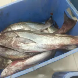 Duqm Fish Market - Duqm