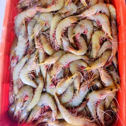 Duqm Fish Market - Duqm