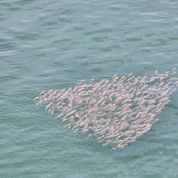 Fishing and Diving Spots - Duqm