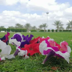 Ibra Public Park - Ibra