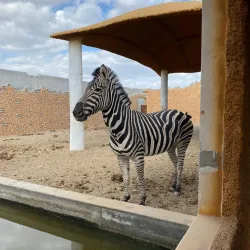 Ibra Public Park - Ibra