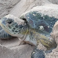 Ras Al Hadd Turtle Reserve - Matruh