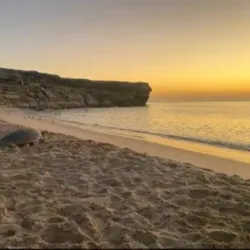 Ras Al Hadd Turtle Reserve - Matruh