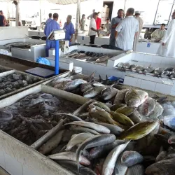 Seeb Fish Market - Seeb (As-Sib