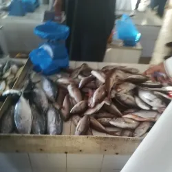 Seeb Fish Market - Seeb (As-Sib