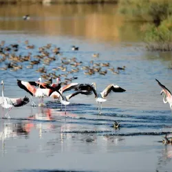 Al Ansab Wetland Reserve - Sohar