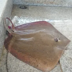 Sohar Fish Market - Sohar