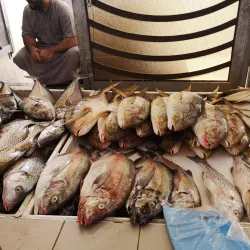 Sohar Fish Market - Sohar