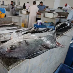 Sohar Fish Market - Sohar