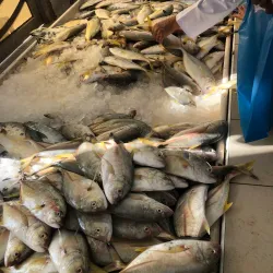 Sohar Fish Market - Sohar