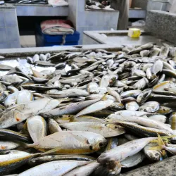 Sohar Fish Market - Sohar