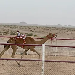 Dhofar Desert - Thumrait