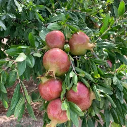 Jebel Akhdar (Green Mountain) - Yanqul