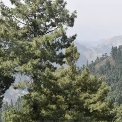 Miranjani Peak - Abbottabad
