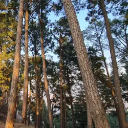 Shimla Hill - Abbottabad