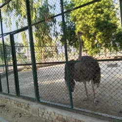 Bahawalnagar Public Park - Bahawalnagar