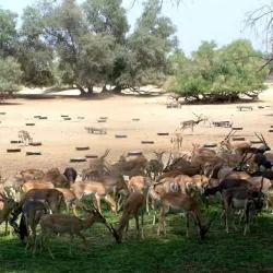 Lal Suhanra National Park - Bahawalpur