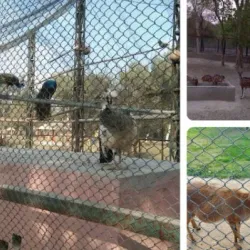 Vehari District Museum (near Burewala) - Burewala