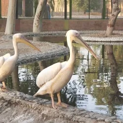 Vehari District Museum (near Burewala) - Burewala