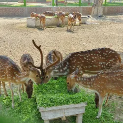 Vehari District Museum (near Burewala) - Burewala