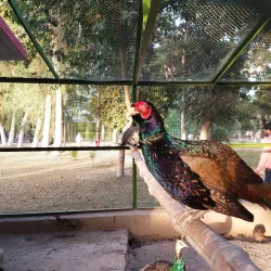 Vehari District Museum (near Burewala) - Burewala