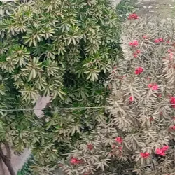 Iqbal Park - Chiniot